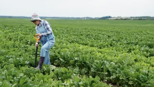 Tulumlu ve çizmeli kadın pancar tarlasını kazıyor. Orta yaşlı ve kafasında şapkası var. Görünüşe göre çiftçi. — Stok video