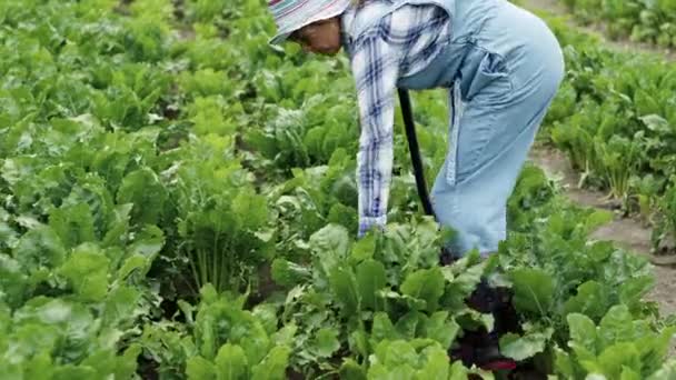 Tulumlu ve çizmeli kadın pancar tarlasını kazıyor. Orta yaşlı ve kafasında şapkası var. Görünüşe göre çiftçi. — Stok video