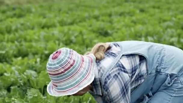 Femeia în salopete și cizme sapă câmpul de sfeclă. Ea este de vârstă mijlocie și are pălărie pe cap. Aparent agricultor . — Videoclip de stoc