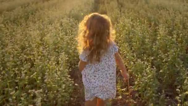 Маленька дівчинка біжить по полю. Сонце над горизонтом. Дівчинка видима тільки ззаду. Дівчина дивиться навколо . — стокове відео