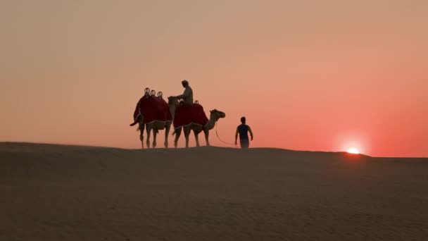 Coucher de soleil dans le désert. L'homme mène deux chameaux. L'homme est assis sur l'un d'eux. — Video