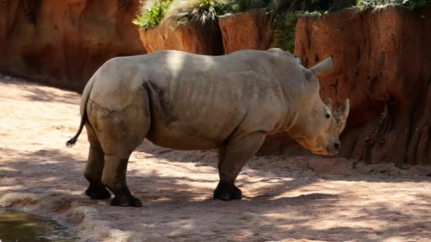 Rinoceronte blanco grande — Vídeos de Stock