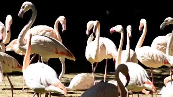 Vele roze flamingo 's — Stockvideo