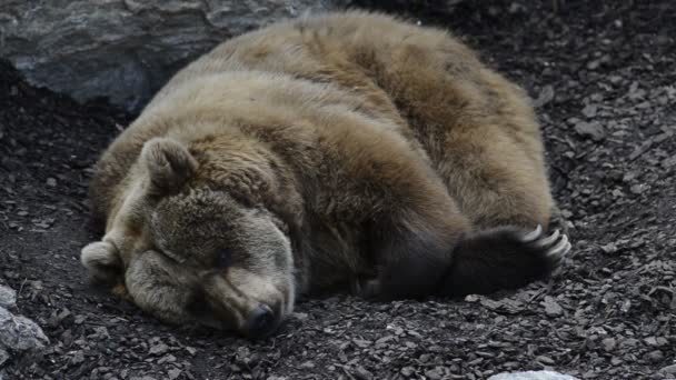 Medvěd hnědý odpočívá — Stock video