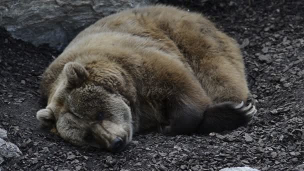 Urso castanho descansando — Vídeo de Stock