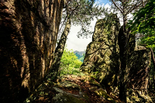 Παράξενους βράχους στο δάσος — Φωτογραφία Αρχείου