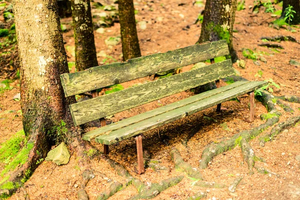 bench in the forest