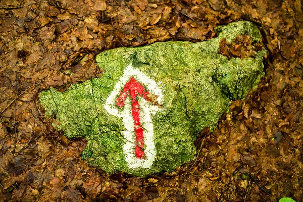 Segnaletica nel bosco - outdoor in italia — Foto Stock