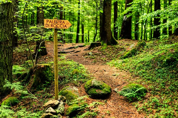 Nyomvonal jel az erdő - szabadtéri, Olaszország — Stock Fotó