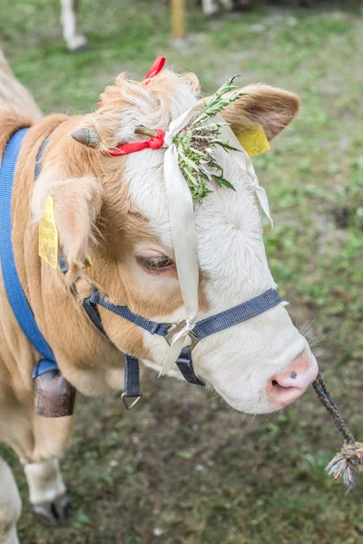 Rode gevlekte RAS koeien — Stockfoto