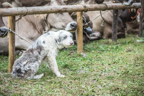 Cão pastor e raça marrom vacas — Fotografia de Stock