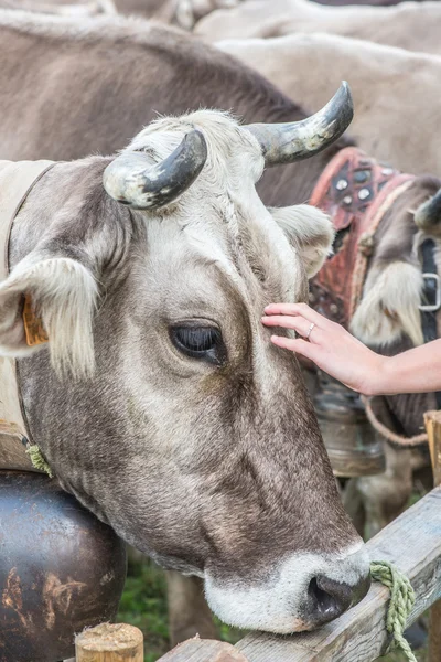 Kühe braune Rasse und Frau Hand — Stockfoto