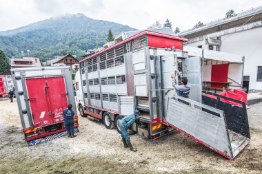 Serina, İtalya - 21 Eylül, 2016:cattle sergi ve yarışma Brembana Vadisi, Serina, Bergamo, Lombardia İtalya. Sığır taşımak için kamyon.