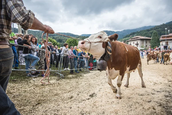 Viehausstellung und Wettbewerb im brembana tal, serina, bergamo, lombardia italien. Wettbewerb der rot gefleckten Kühe. — Stockfoto