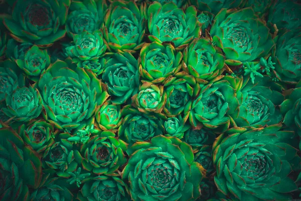 Sulu Bitki Yeşil Arkaplan Bırakır — Stok fotoğraf