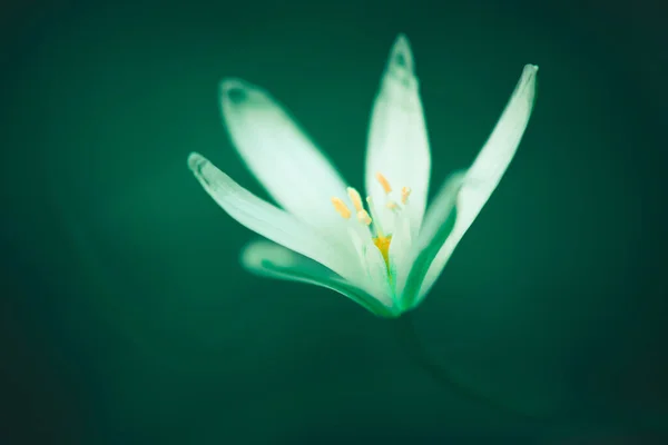 White Flower Green Blurred Background Botany Green Backgrounds — Stock Photo, Image