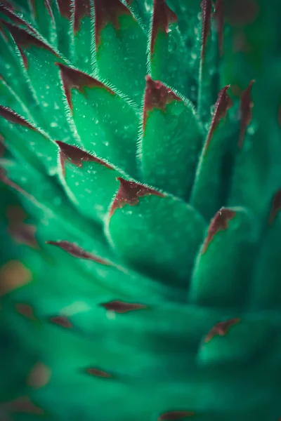 Plante Succulente Feuilles Fond Vert — Photo