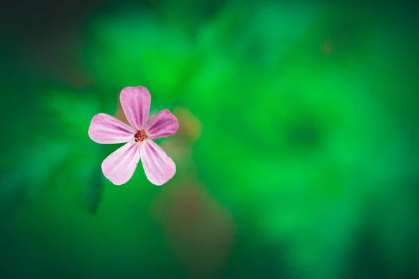 Yeşil Arka Planda Tek Bir Fuchsia Çiçeği Doğanın Güzelliği Benzersizliği — Stok fotoğraf