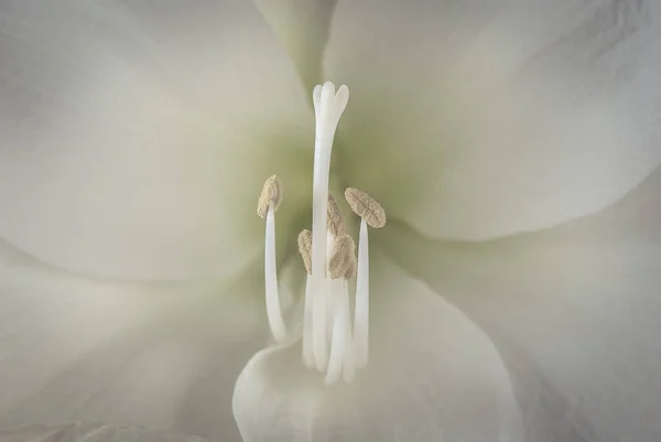 Narin Amil Çiçekleri Doğadaki Doğal Narin Güzellik Kavramı — Stok fotoğraf