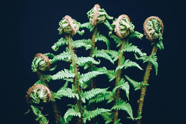 Zelené Kapradinové Listy Botanické Zelené Pozadí Pojetí Přírodní Organické — Stock fotografie