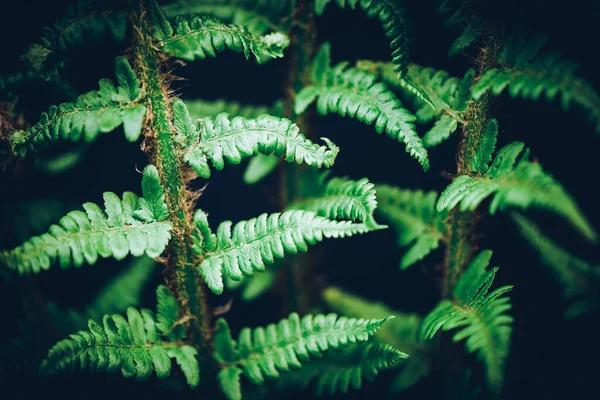 Зеленый Папоротник Листья Ботаники Зеленый Фон Концепция Природных Органических — стоковое фото