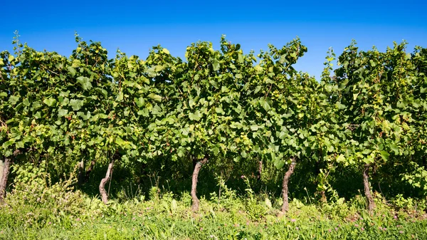 Viñedo — Foto de Stock