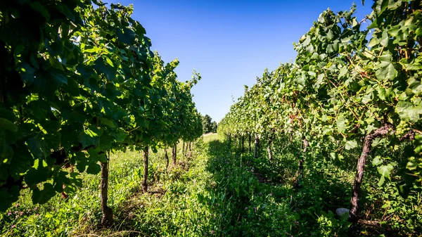 Viñedo — Foto de Stock