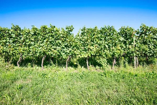 Viñedo — Foto de Stock