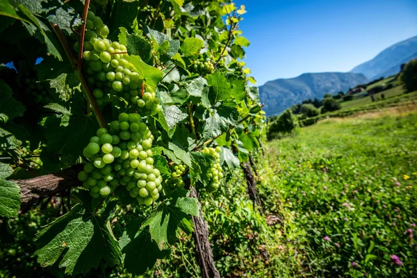 Vinmark ved d 'Iseo-søen Italien - Stock-foto