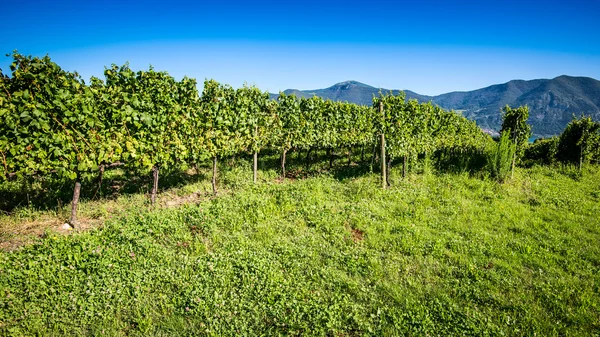 Viñedo en el lago d 'Iseo Italia — Foto de Stock