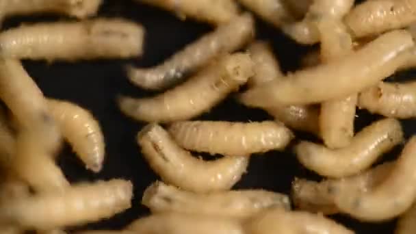 Larva del moscerino — Video Stock