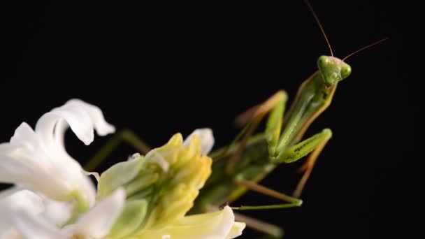 Louva-a-deus verde em flor - Mantis religiosa — Vídeo de Stock