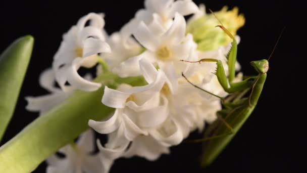 Mantide religiosa verde sul fiore - Mantis religiosa — Video Stock