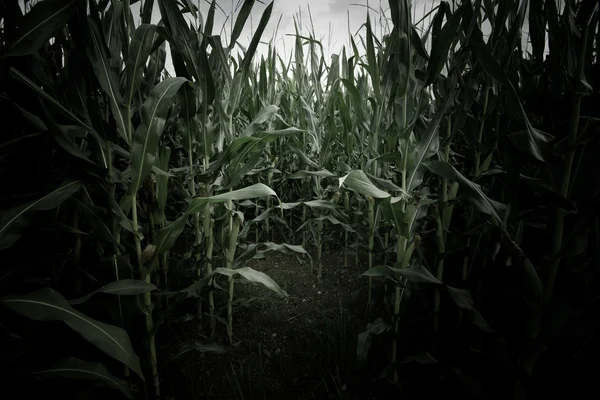 Campo de trigo cena assustadora — Fotografia de Stock
