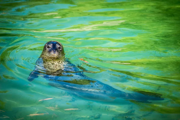 Seal — Stock Photo, Image