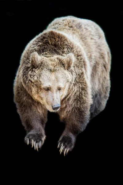 Urso — Fotografia de Stock