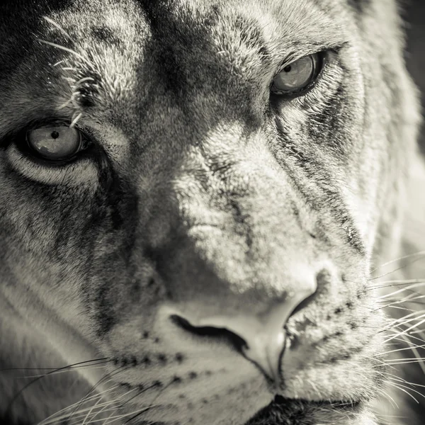 Retrato da leoa — Fotografia de Stock