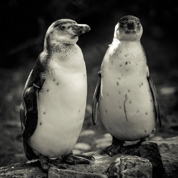 フンボルト ペンギン — ストック写真