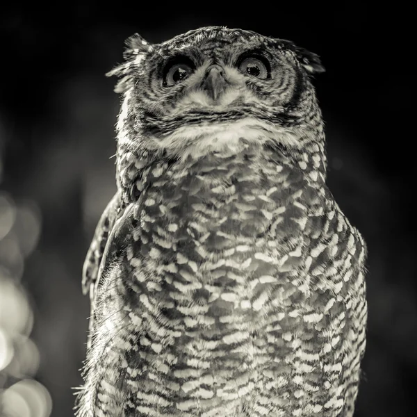 Afrikaanse uil — Stockfoto