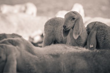 Küçük kuzu - siyah ve beyaz fotoğraf