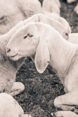 Koyun - siyah beyaz fotoğraf