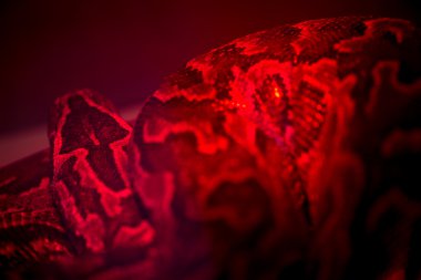 Yılan - tek renkli kırmızı ışık