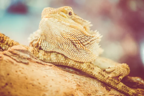 Dragão barbudo - pogona vitticeps — Fotografia de Stock