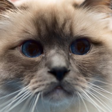 Birman kedisi burun yakın çekim