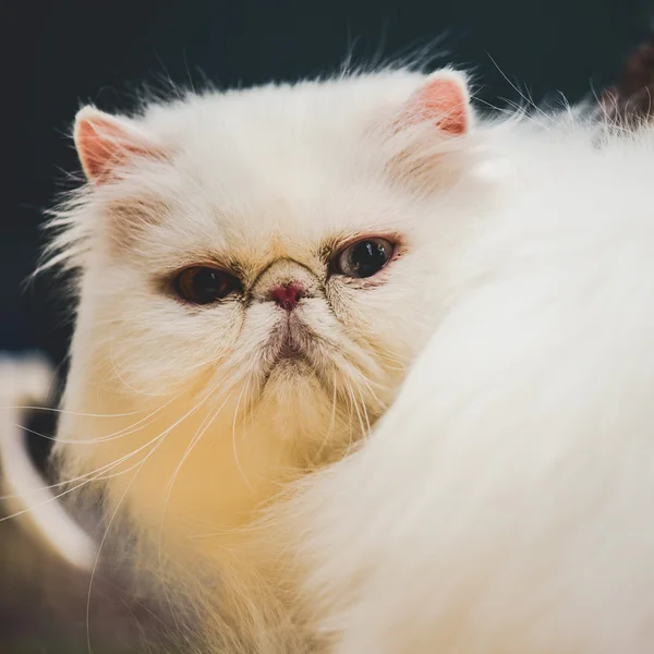Branco persa gato focinho de perto — Fotografia de Stock