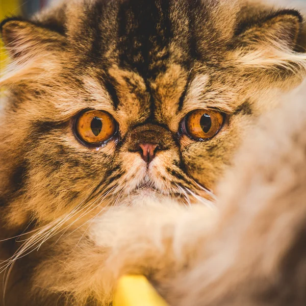 Focinho de gato persa — Fotografia de Stock