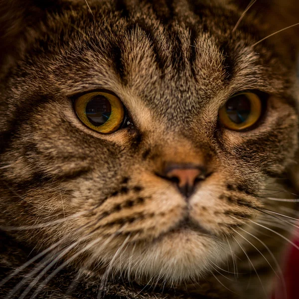 İskoç kedi burun yakın çekim — Stok fotoğraf