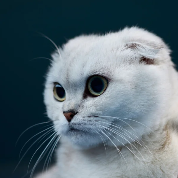 Weiße schottische Katzenschnauze — Stockfoto