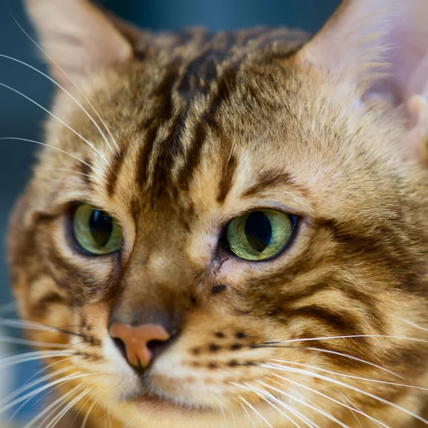 Szkocki kot pysk z bliska — Zdjęcie stockowe