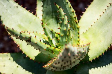 Aloe ferox bitki yaprakları